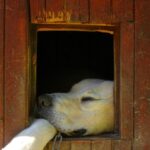 Dog Hut Favorite Sheep Dog  - jakubekr / Pixabay