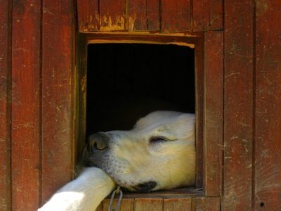 Dog Hut Favorite Sheep Dog  - jakubekr / Pixabay