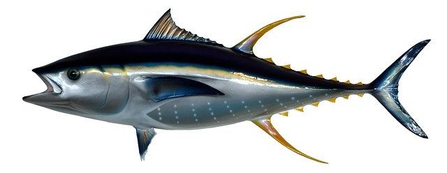 Yellow Fin Tuna Fish Taxidermy - paulbr75 / Pixabay